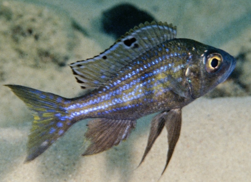 Aulonocranus dewindti 'Moliro'